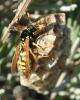 Polistes gallicus